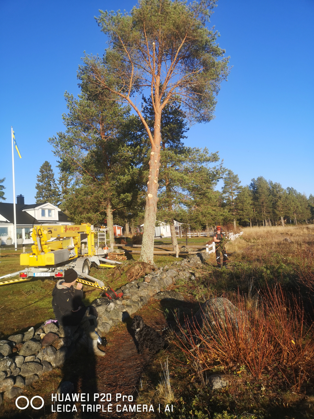 Pågående trädfällning på en gård | PELI Allservice